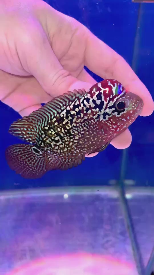 Rare Kamfa Flowerhorn