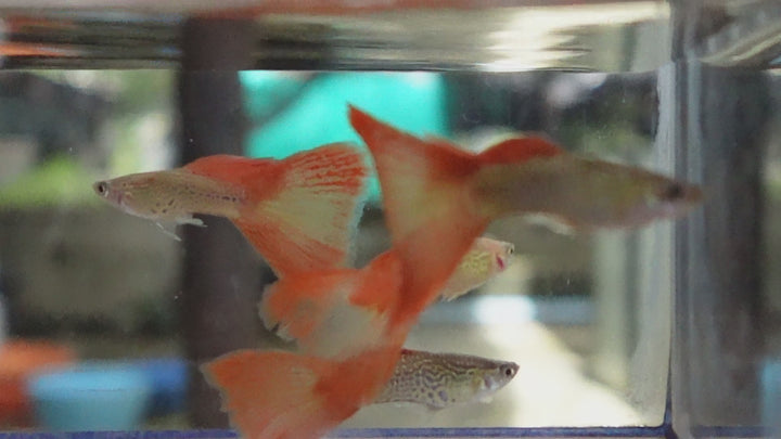 Red Lace Guppy Fish