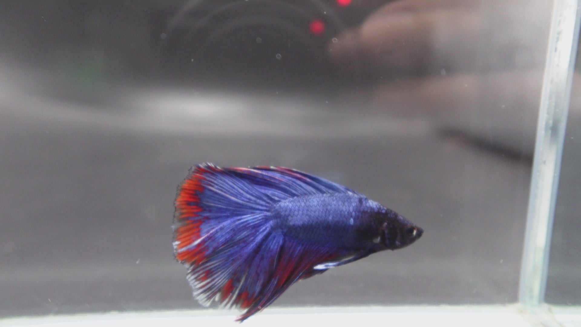 Rare Fullmoon Blue Devil Betta Fish