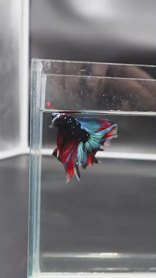 Rare Halfmoon Black Star Betta Fish