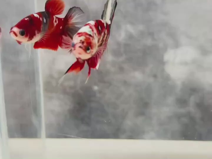 Rare Pair Red Copper Betta Fish