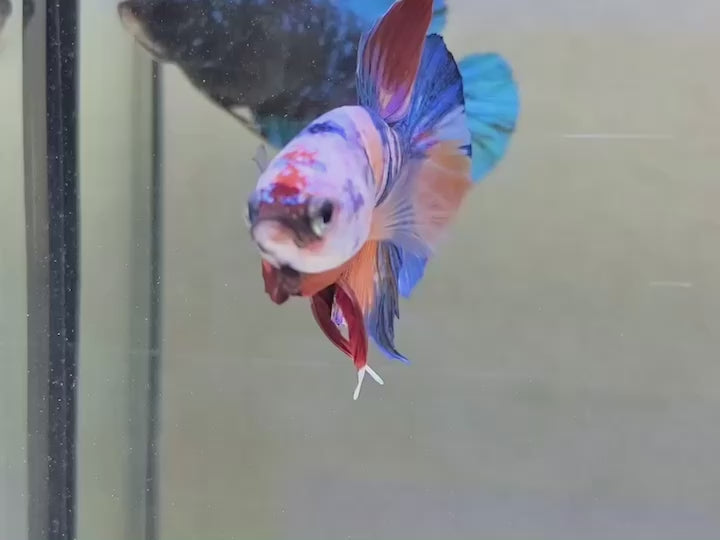 Rare Multicolors Betta Fish