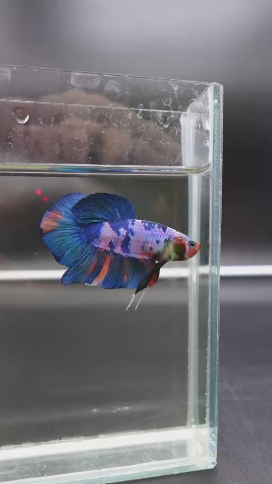 Rare Giant Multicolors Betta Fish