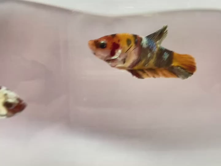 Rare Pair Copper Multicolors Betta Fish