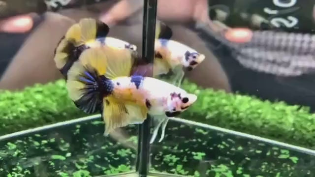 Rare Koi Yellow Galaxy Betta Fish