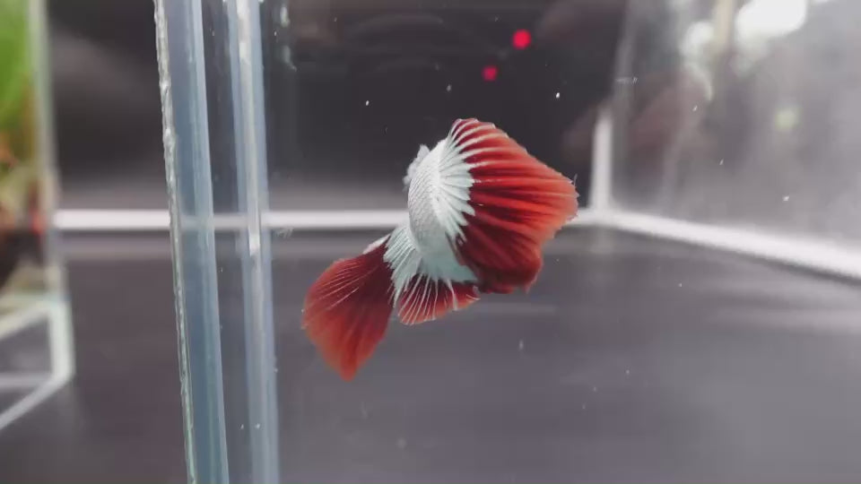 Rare Red Dragon Halfmoon Betta Fish