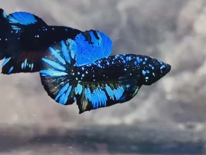 Rare Avatar Betta Fish