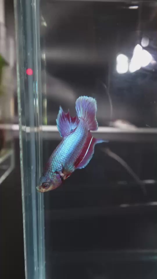 Rare Orchid Betta Fish