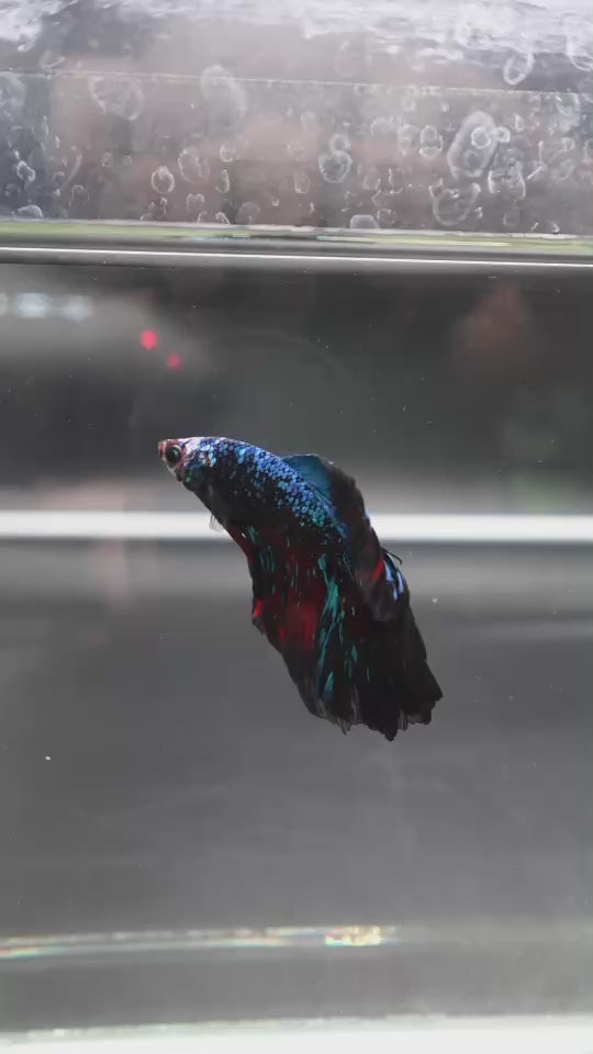 Rare Halfmoon Black Star Betta Fish