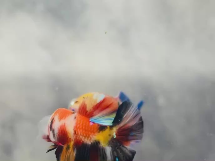 Rare Koi Multicolors Betta Fish