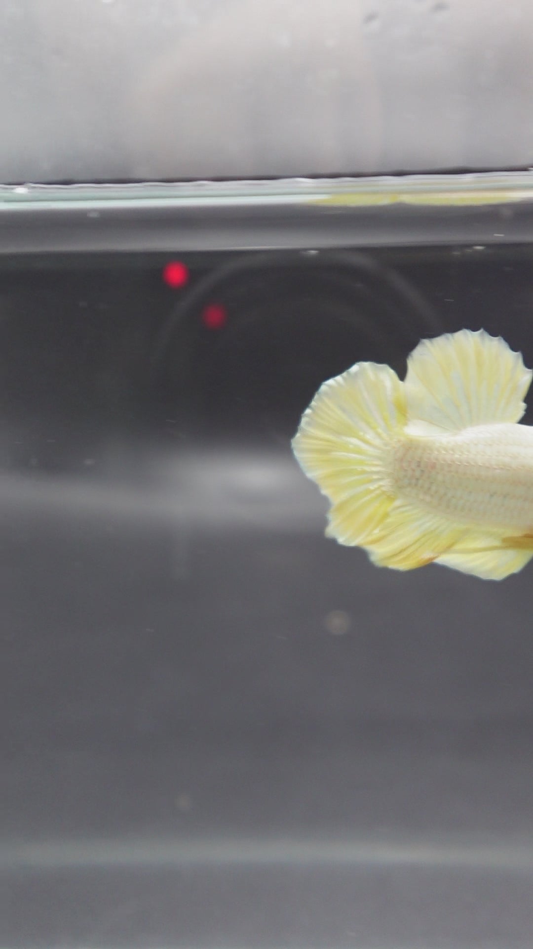 Yellow Dragon Scale Betta Fish