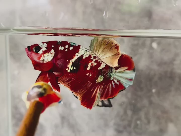 Rare Red Copper Betta Fish