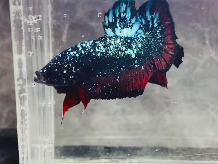 Rare Avatar Betta Fish