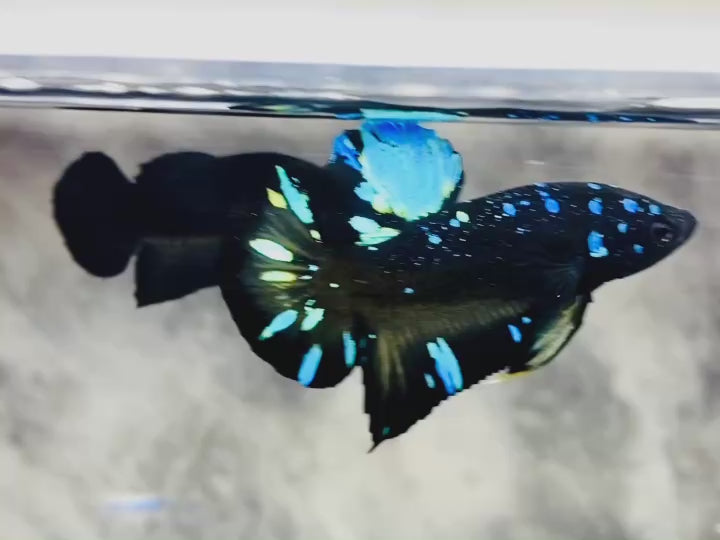 Rare Avatar Betta Fish (Male)