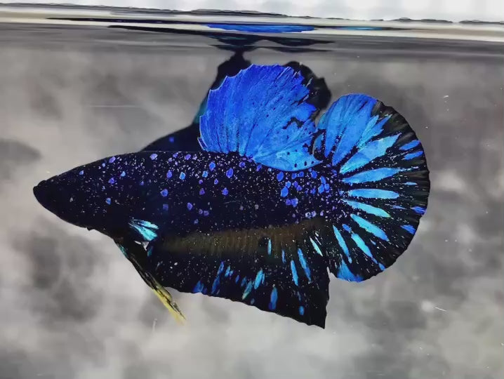 Rare Avatar Betta Fish