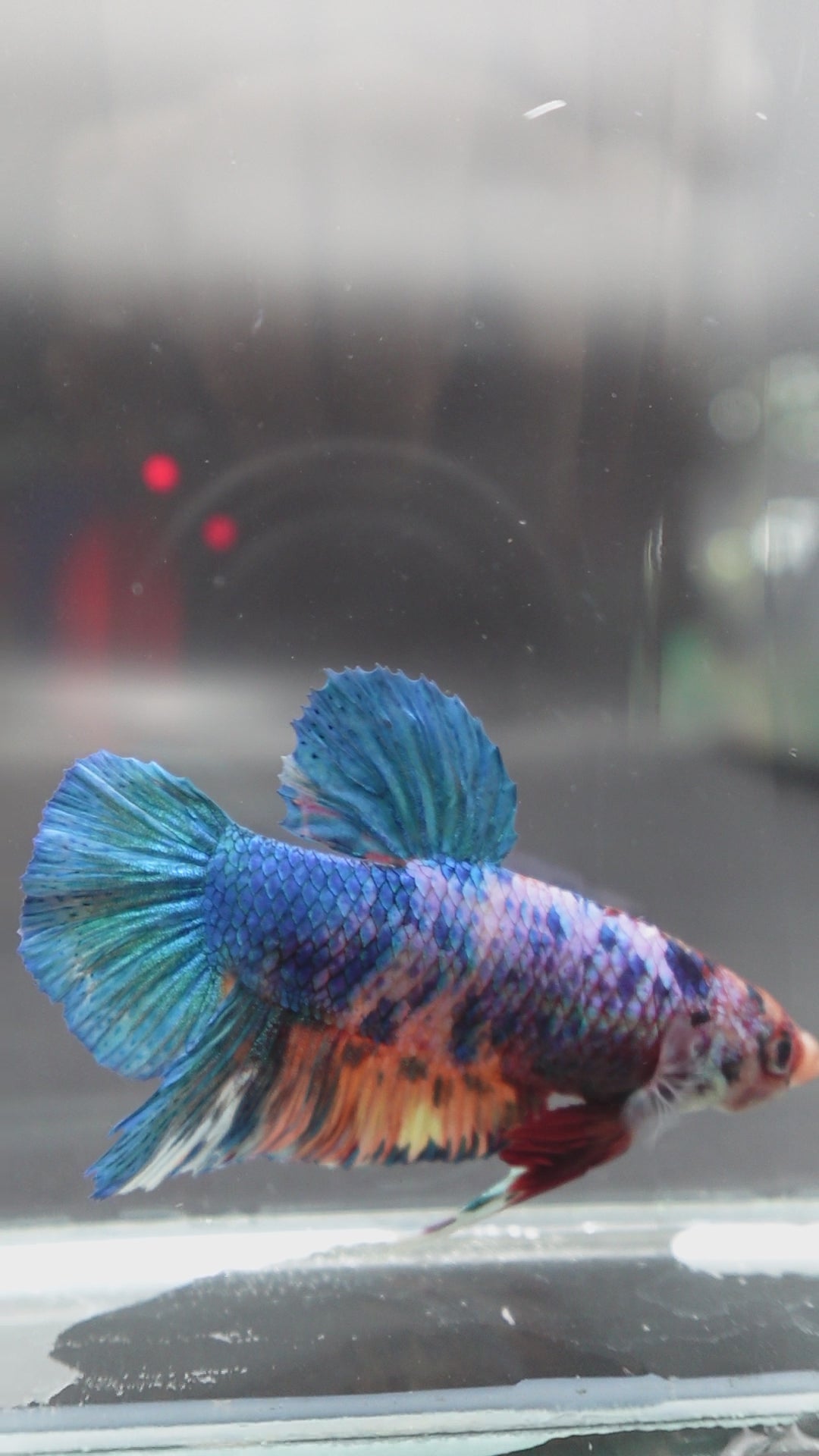 Rare Giant Multicolors Betta Fish