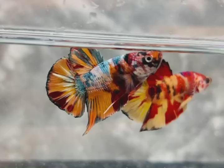 Rare Pair Koi Multicolors Betta Fish
