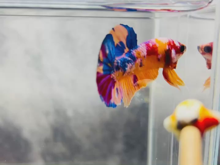 Rare Pair Koi Multicolors Betta Fish