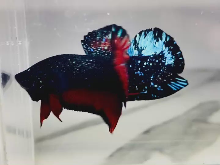 Rare Avatar Betta Fish