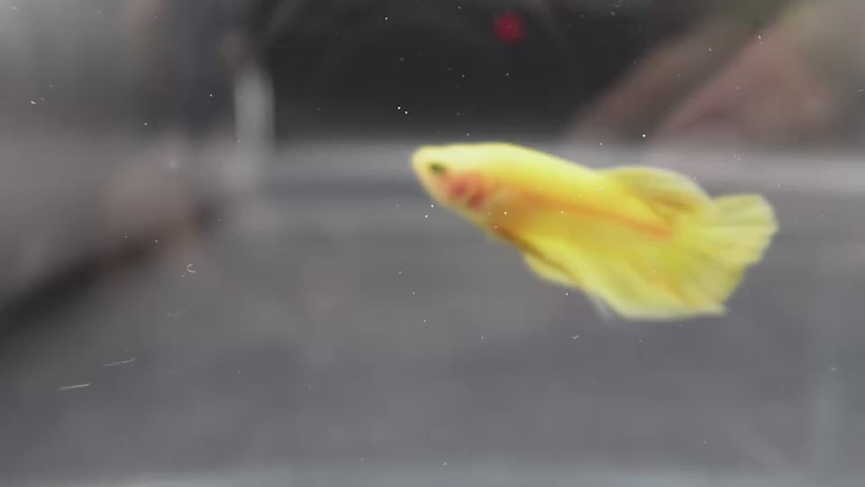 Vivid Yellow Betta Fish