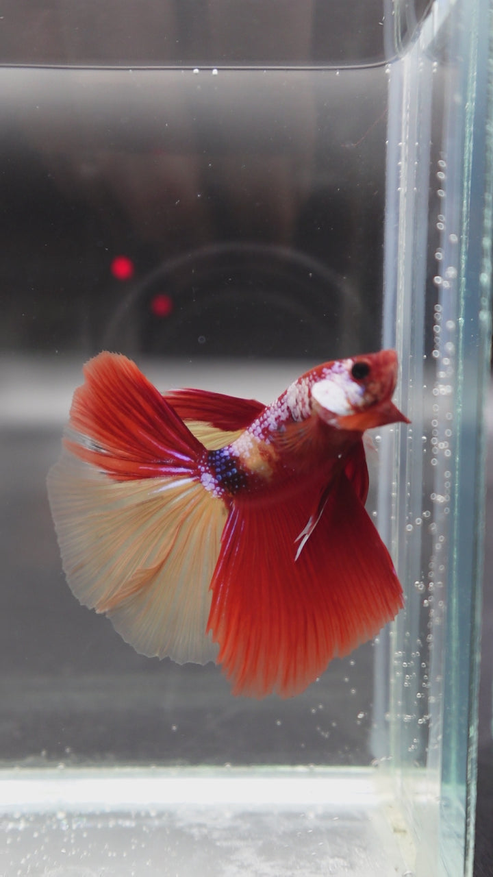 Competition Halfmoon Nemo Betta Fish