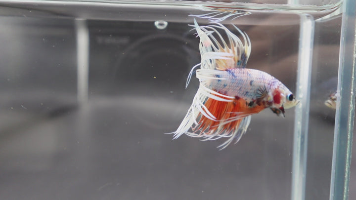 Rare Koi Crowntail Betta Fish