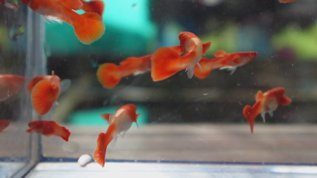 Albino Tuxedo Red Koi Red Ear Guppy Fish
