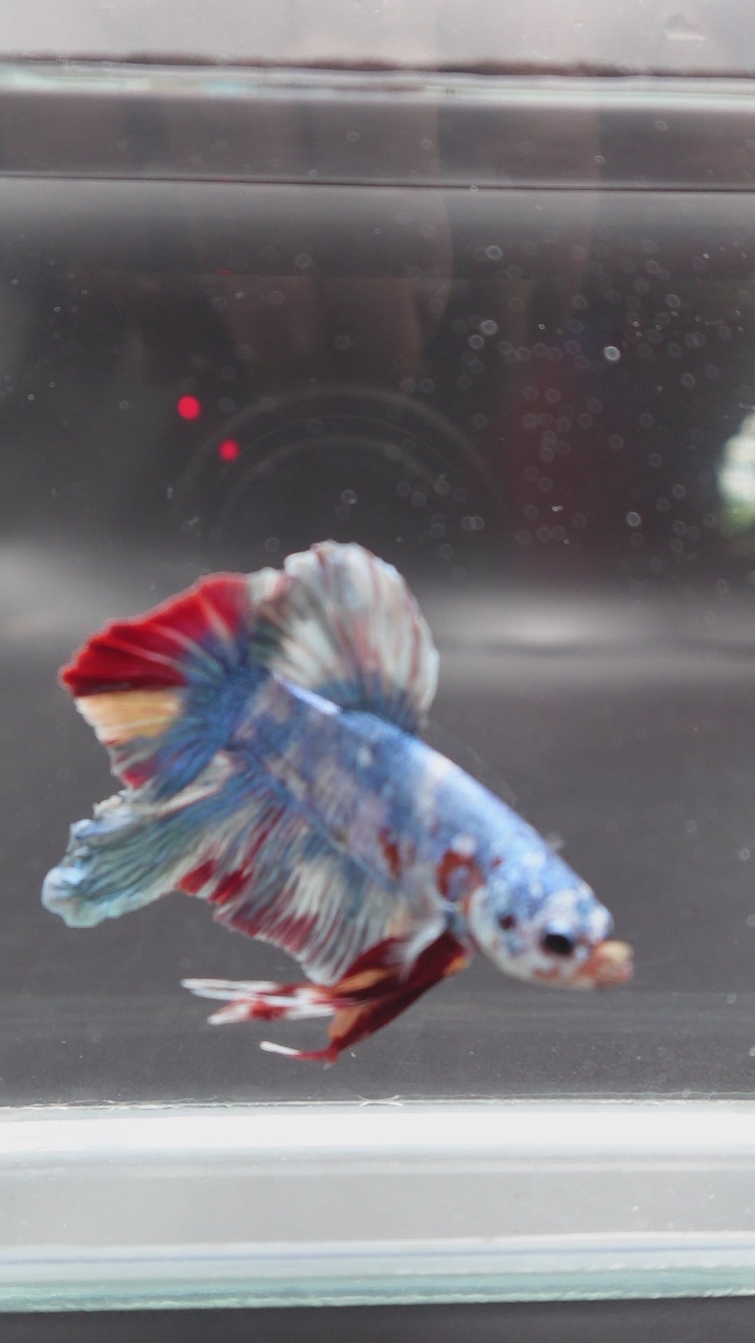 Rare Giant Multicolors Betta Fish