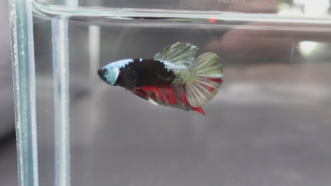 Competition grade - Copper Mask Betta Fish