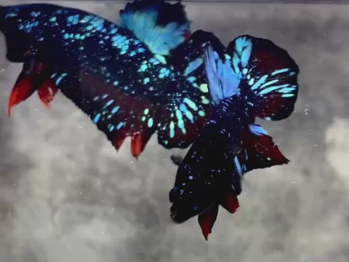 Rare Avatar Betta Fish