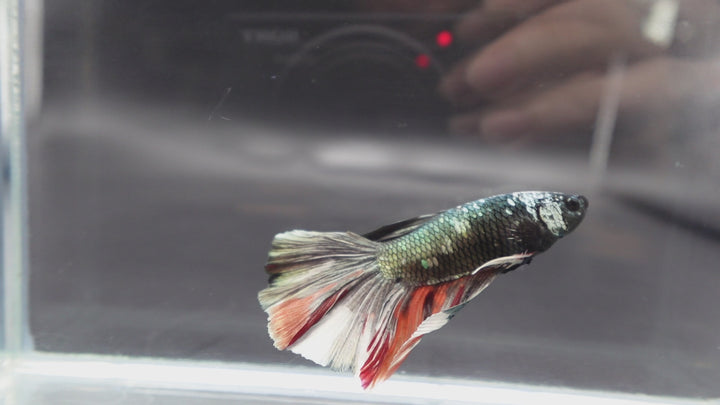 Rare Giant Halfmoon Red Copper Betta Fish