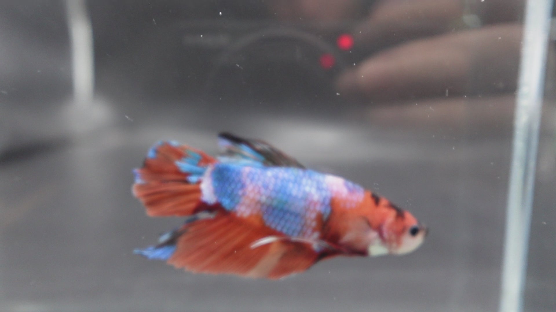 Rare Giant Multicolors Betta Fish