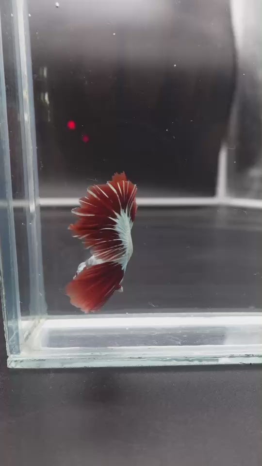 Rare Red Dragon Halfmoon Betta Fish