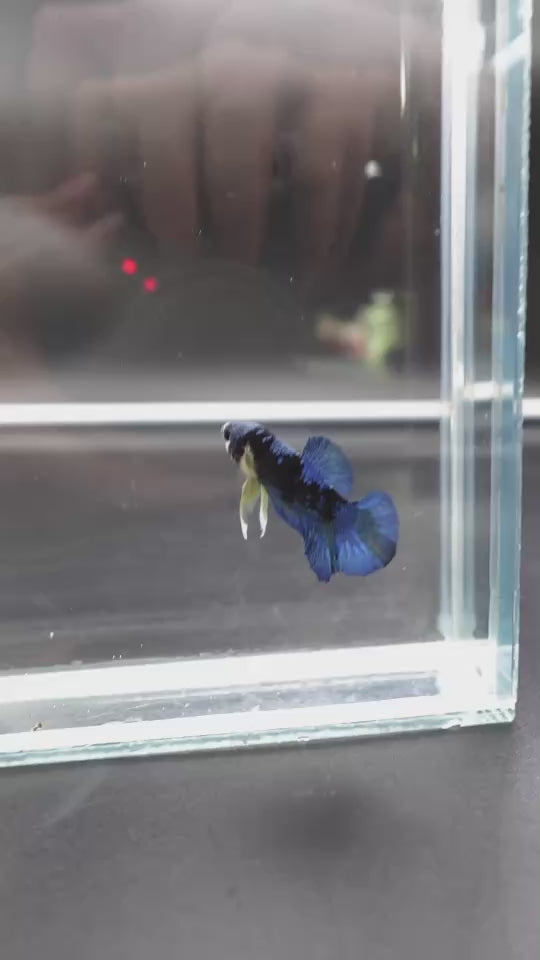 Rare Koi Multicolors Betta Fish (Male)