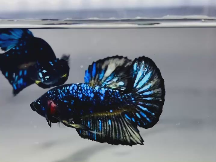 Rare Avatar Betta Fish