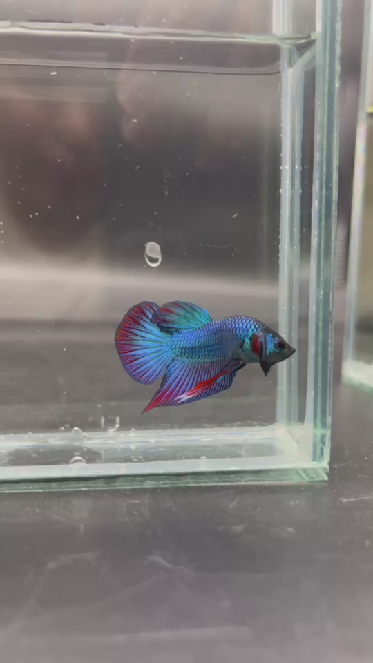 Splenden Hybrid Betta Fish