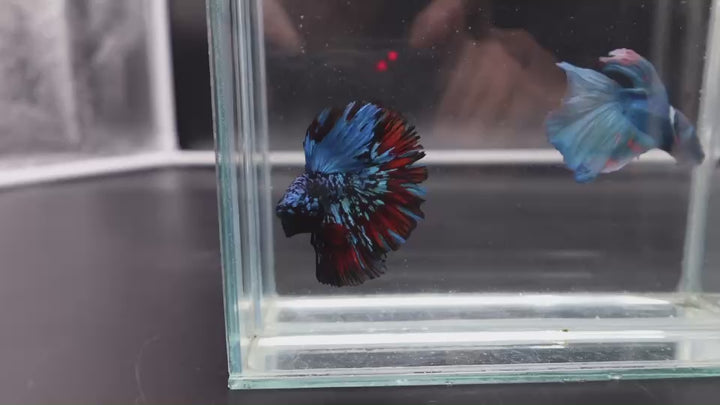 Rare Halfmoon Black Star Betta Fish