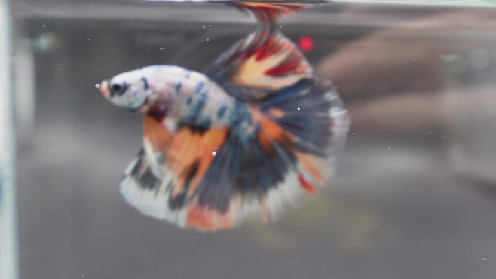 Competition Halfmoon Multicolors Betta Fish