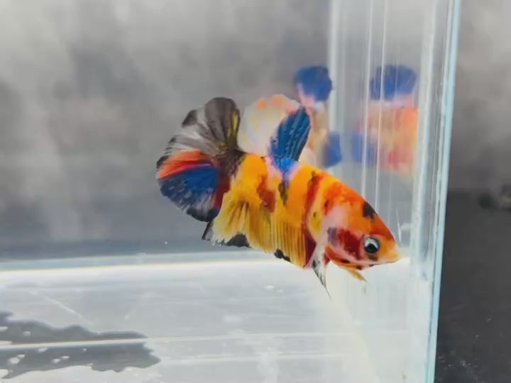 Rare Koi Multicolors Betta Fish