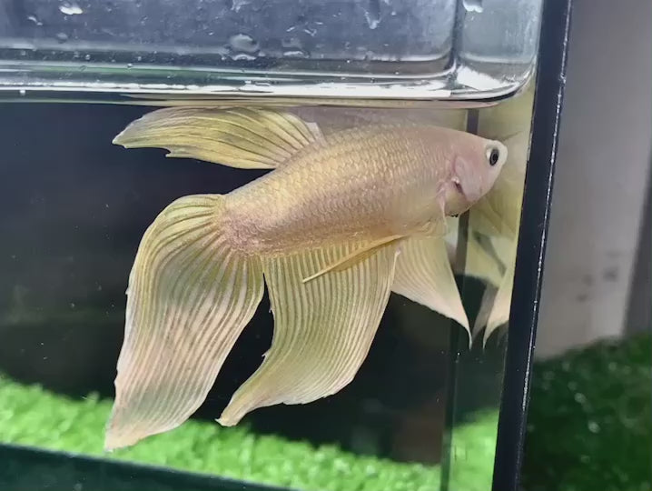 Pair Veiltail Gold Betta Fish