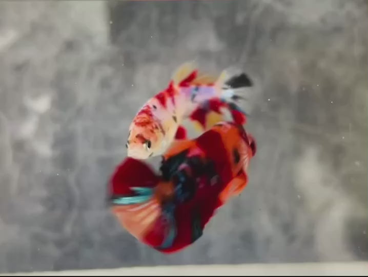 Rare Pair Koi Multicolors Betta Fish