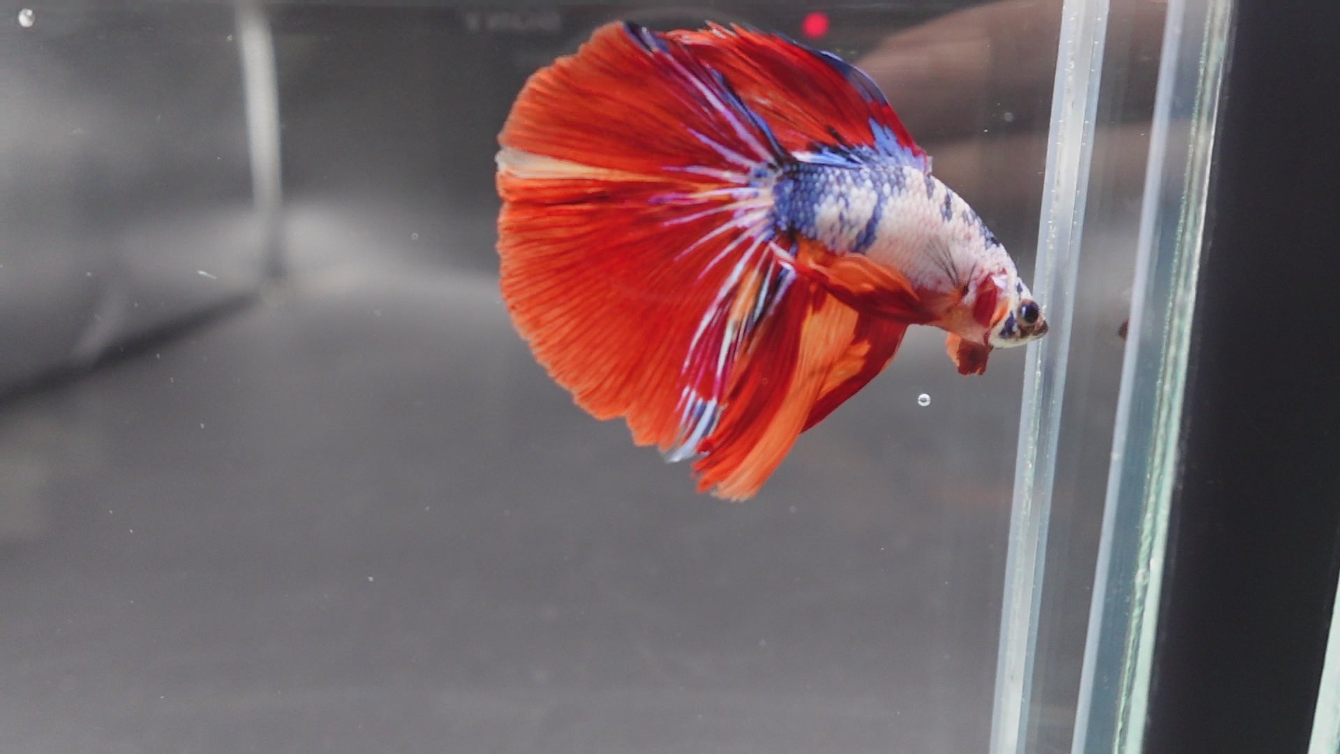 Rare Halfmoon Multicolors Betta Fish