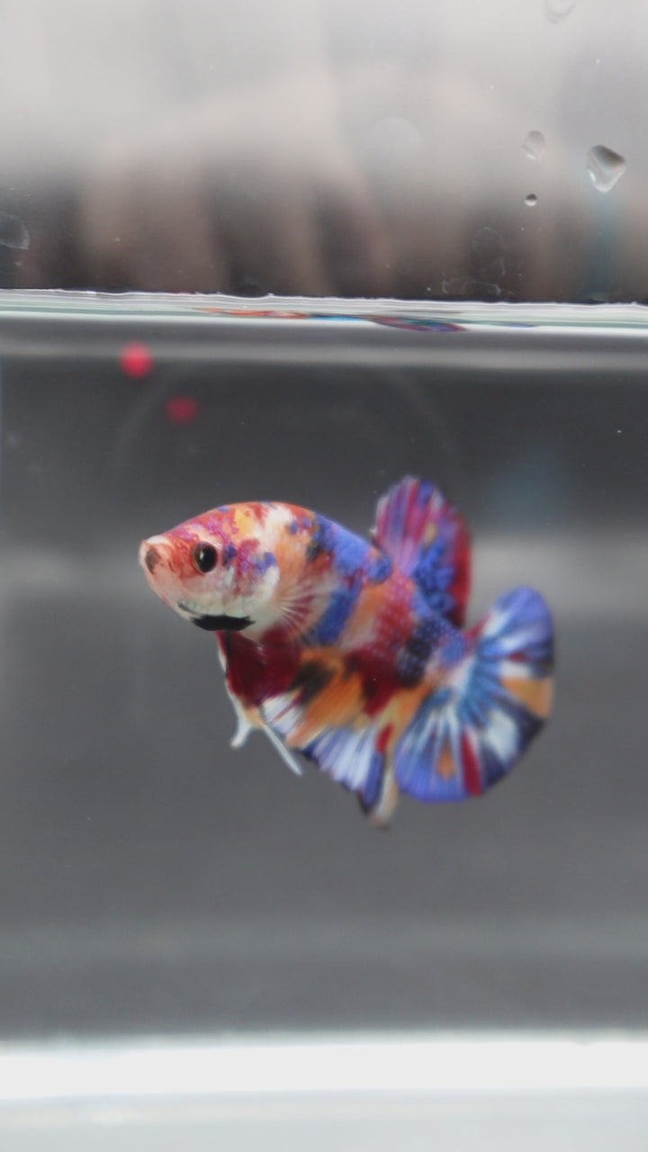 Competition grade - Candy Multicolors Betta Fish