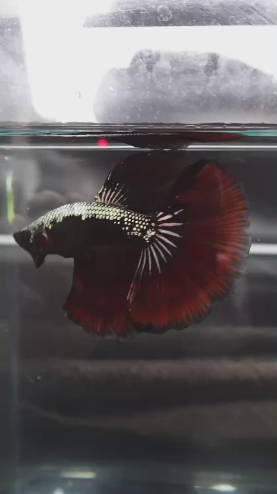 Rare Halfmoon Red Devil Betta Fish