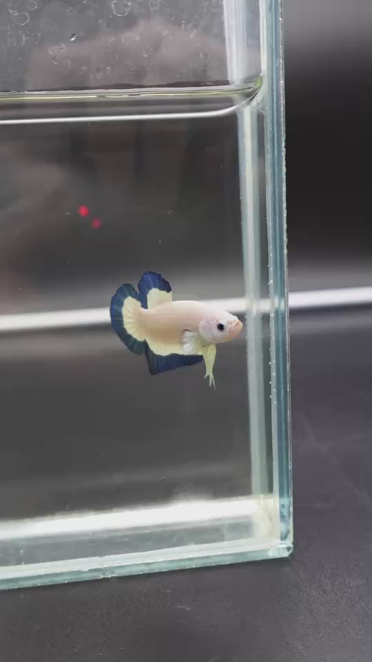 Competition grade - Blue Marble Betta Fish