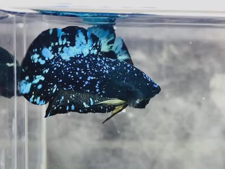 Rare Avatar Betta Fish