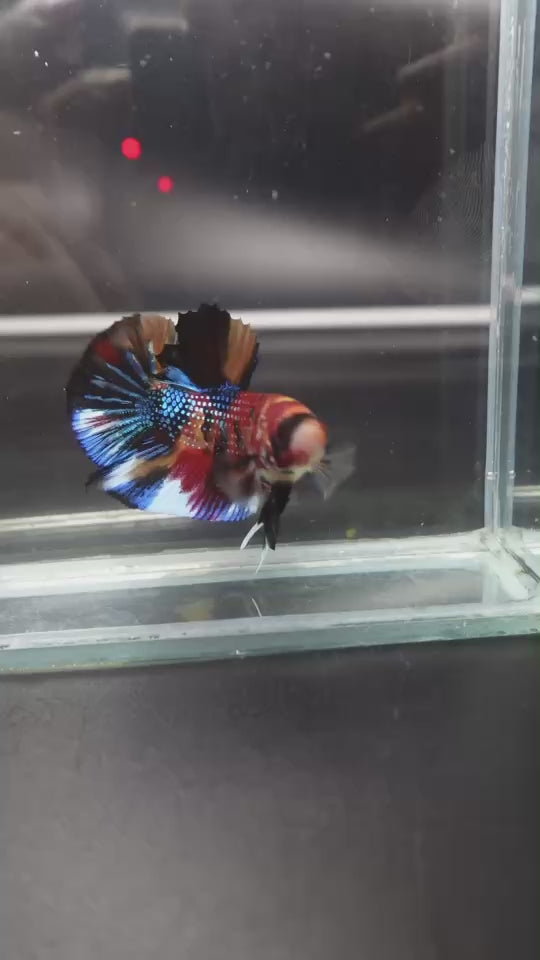 Competition grade - Multicolors Betta Fish