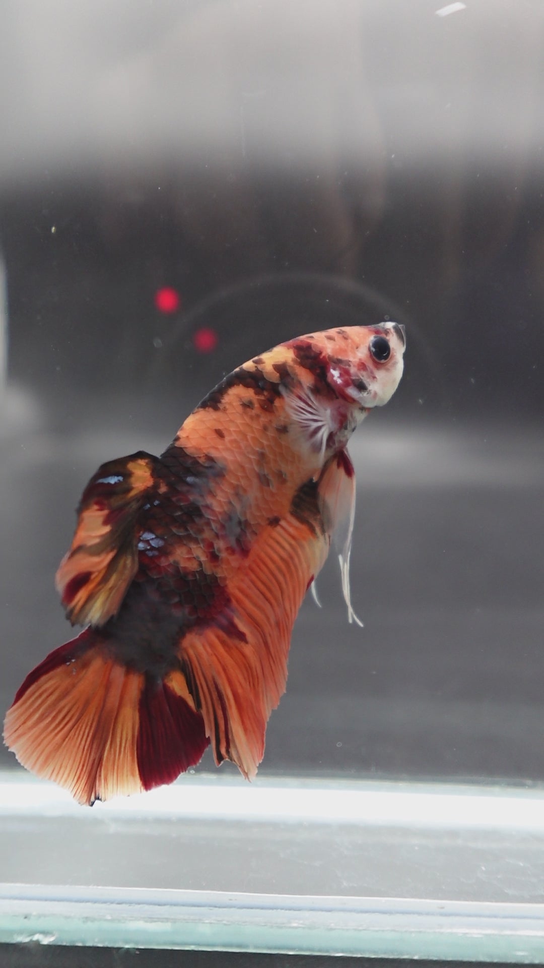 Rare Giant Multicolors Betta Fish