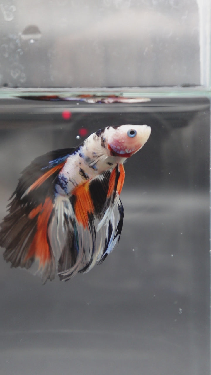 Rare Halfmoon Koi Multicolors Betta Fish