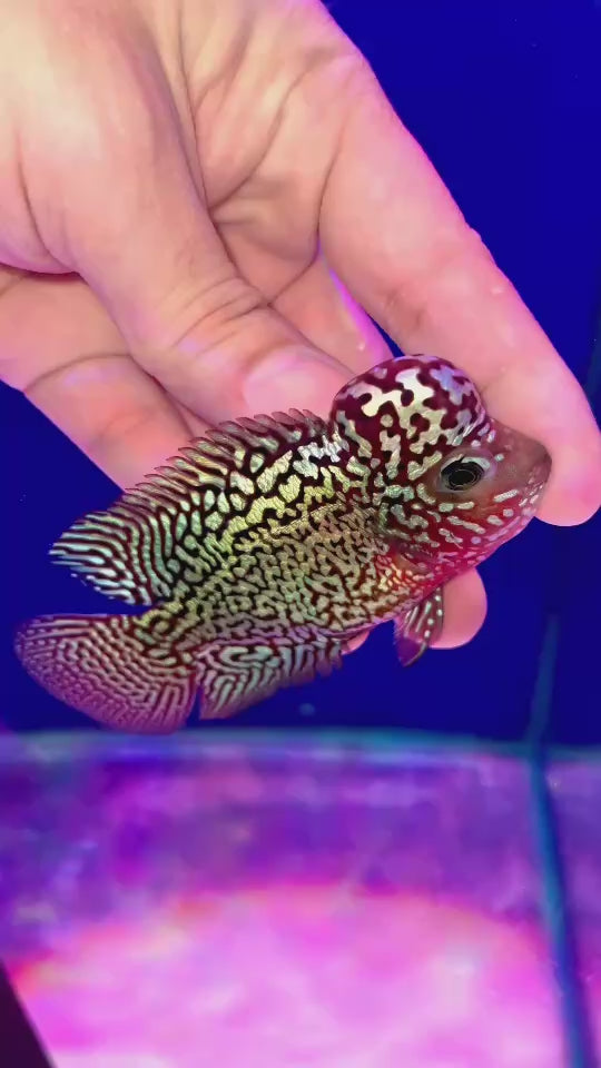 Rare Kamfa Flowerhorn